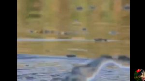 Поклевки карпа на поплавок крупным планом! На кукурузу!