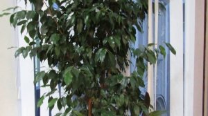 Фикус Бенджамина через 7 лет после посадки черенков Коротко об уходе