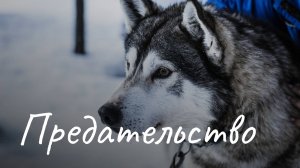 Предательство. Закон тайги. | Мёртвая хватка клыков. Песни под гитару | Песни нашего двора