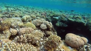 Jaz Fanara Resort & Residence 4* Green hotel, Organic Area Bio #Egypt #Sharm #Египет #شرم الشيخ ep.