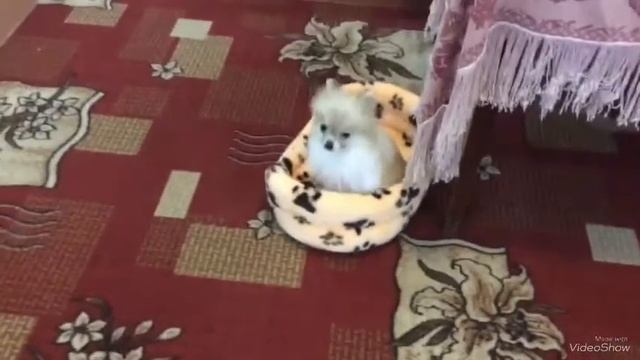 Померанский шпиц | Новый питомец! смотреть онлайн