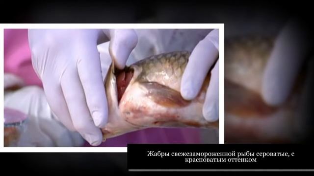 Как выбрать свежую рыбу и не нарваться на недоброкачественный улов