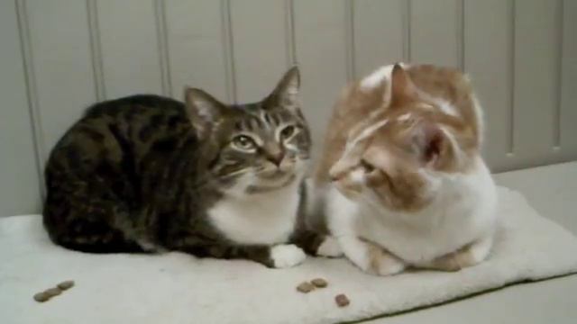 Kit and Toby смотреть онлайн