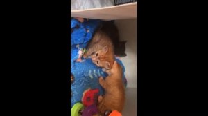 Как приучить котёнка к лотку и сухому корму. Часть 2