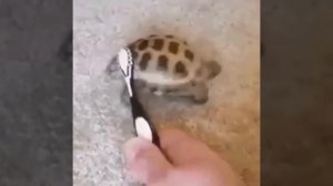 милые животные_5