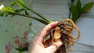 ЗАМИОКУЛЬКАС КАК СПАСТИ ЕСЛИ ЗАГНИЛ КОРЕНЬ