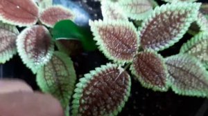 Flowering Pilea mollis - Moon Valley Friendship Plant
