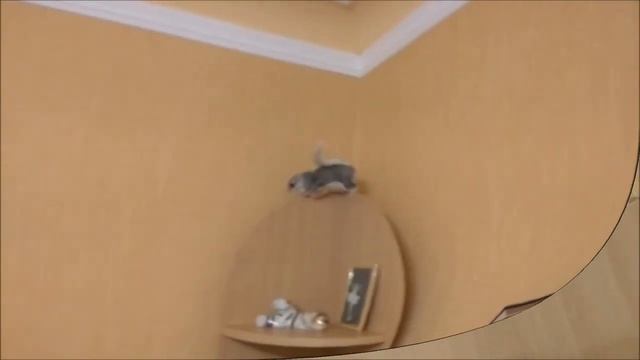 Flying Squirrel - Белки летяги. - смотреть онлайн