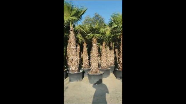 Предлагаем пальмы Вашингтонии смотреть онлайн