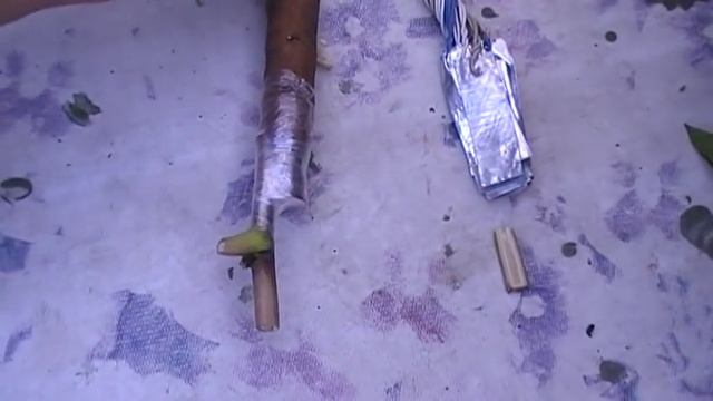 Размножение древовидного пиона путём прививки в корень травянистого пиона смотреть онлайн