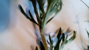 Как избавиться от блох в доме или квартире быстро, эффективно и безопасно