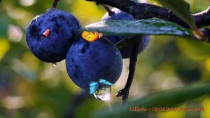Слива колючая колючая Терн (prunus domestica) ? обзор: как сажать, саженцы сливы колючая Терн
