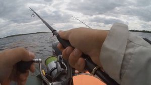 Как поймать судака на отводной поводок