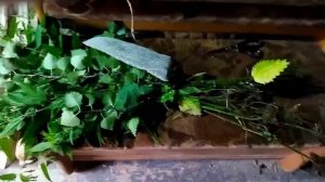 Крапивный веник. Как связать? Как запарить? Польза или вред!