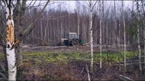 Вырубка березняка кусторезом