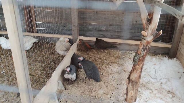 УАЗ Патриот автомат, 2020. Поездка в деревню Хаски, по пути в Ижевск смотреть онлайн