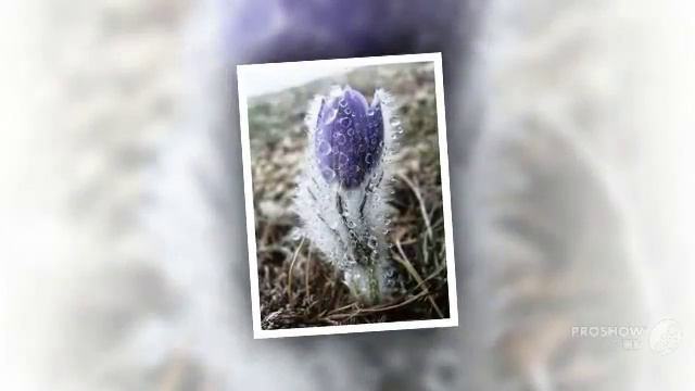 Pulsatilla - garden plants смотреть онлайн