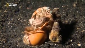 Nat Geo Wild. Самое странное место в океане.