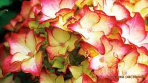 Гортензия крупнолистовая Сельма (selma) ? обзор: как сажать, саженцы гортензии Сельма