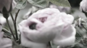 Майский жук на розе