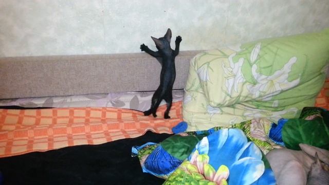 Кошенята Сфінкси 2 місяці смотреть онлайн