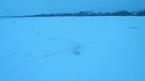 ОХОТА на лис норная с таксой в Великой Знаменке