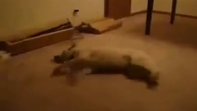 Ей приснился бег ))) смотреть онлайн