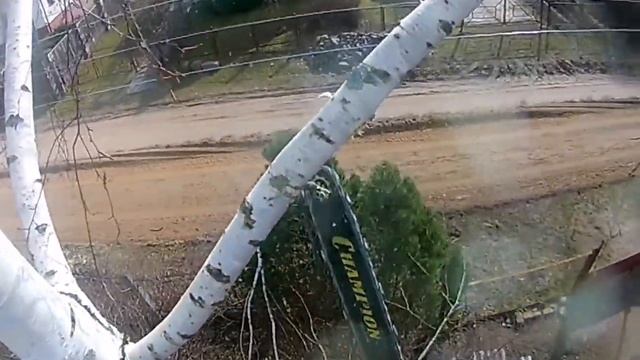 Спил березы арбористом / Арбористика / Промышленный альпинизм