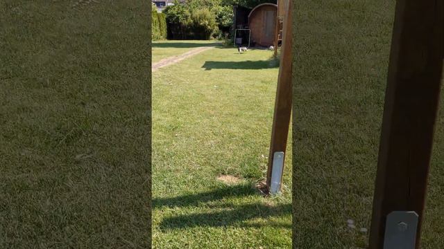 Cooper plays tennis |American hairless terrier смотреть онлайн