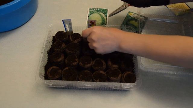 Сеем семена капусты на рассаду. Характеристика трёх сортов белокочанной капусты. смотреть онлайн