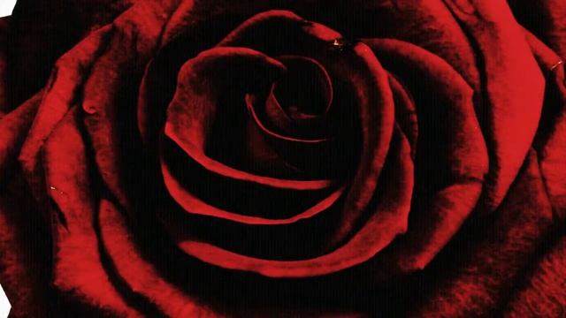 Футаж - Распускающаяся роза смотреть онлайн