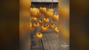 Сушённая хурма, или королёк