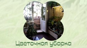 Цветы дома. Продолжаю наводить порядок.