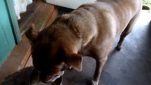 Как заставить собаку есть