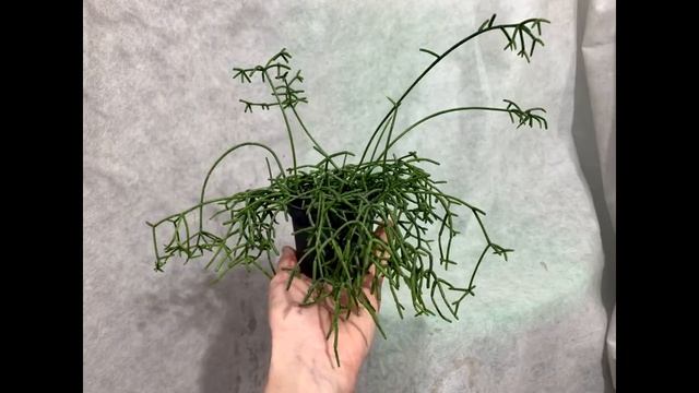 Рипсалис в Питомнике Вашутино смотреть онлайн