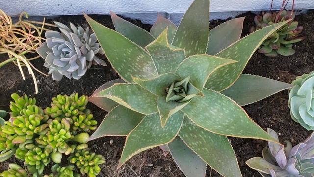 Frontyard transformation with succulents! смотреть онлайн