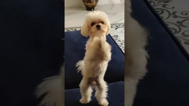 собака лает мальтезе голос