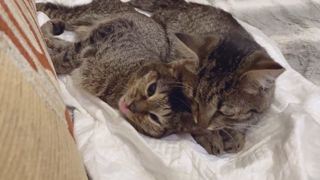 Шпротики всем желают спокойной ночи!🌙😴 смотреть онлайн