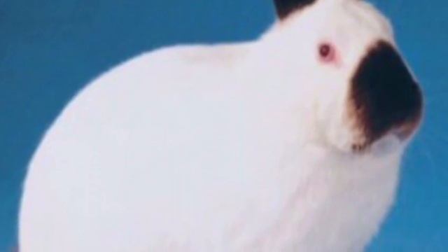 Топ 3: самых продуктивных пород кроликов смотреть онлайн