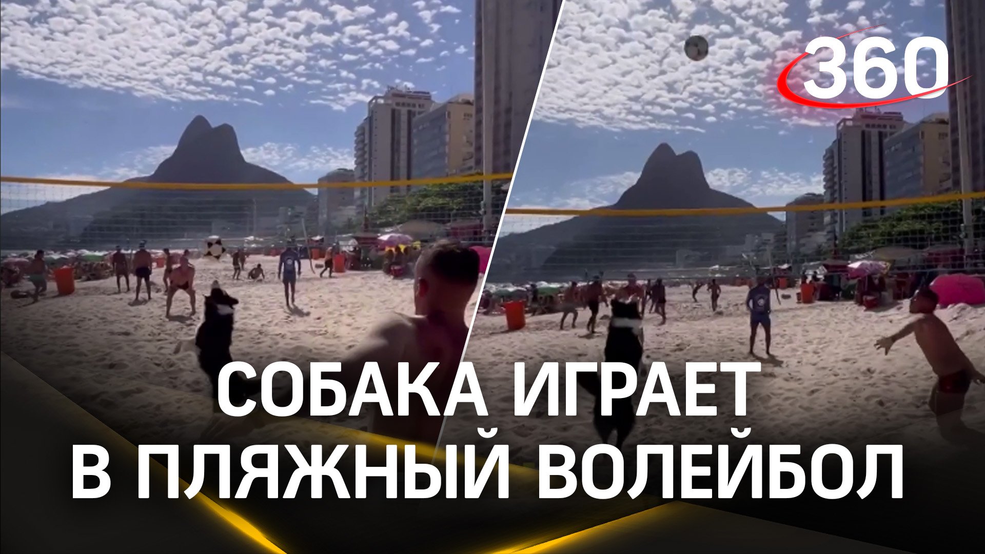Пес научился волейболу и отыграл матч!