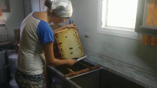 Откачиваем мёд подсолнечника!!! смотреть онлайн