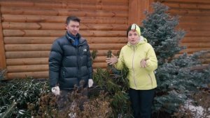 Рододендроны - самые красивые кустарники