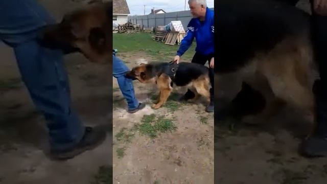 Как научить собаку охране дома