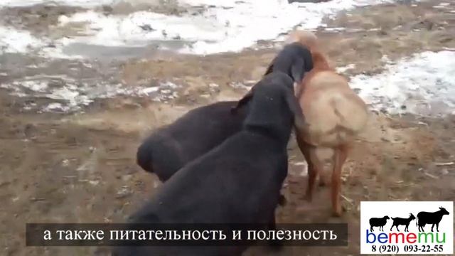 Гиссарская овца. Продажа