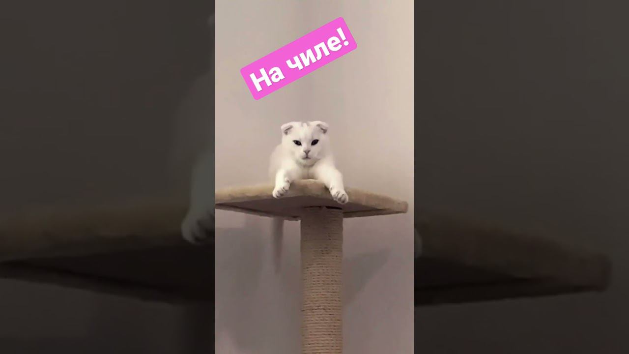 СМЕШНОЙ КОТ!#начиле #cat #культмалфи