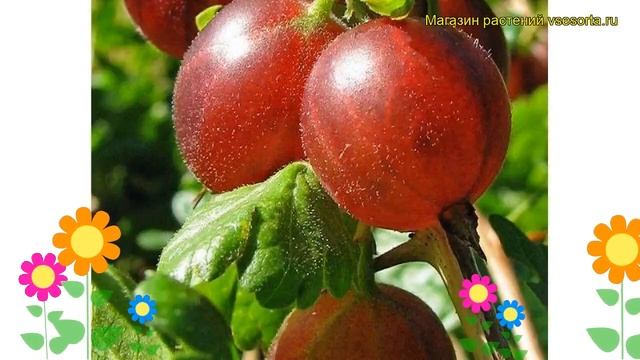 Крыжовник обыкновенный Раволт. Краткий обзор, описание характеристик ribes uva crispa Ravolt смотреть онлайн