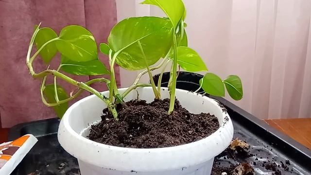 Пересадка и полив комнатных растений после покупки