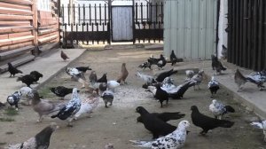 Широкохвостые голуби Алексея в Калмыкии!