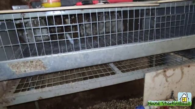 Переделка клетки для перепелов в гнёзда для кур несушек. смотреть онлайн