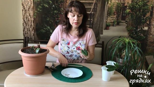 Размножение антуриума черенками | Как спасти антуриум засыхающий антуриум? смотреть онлайн